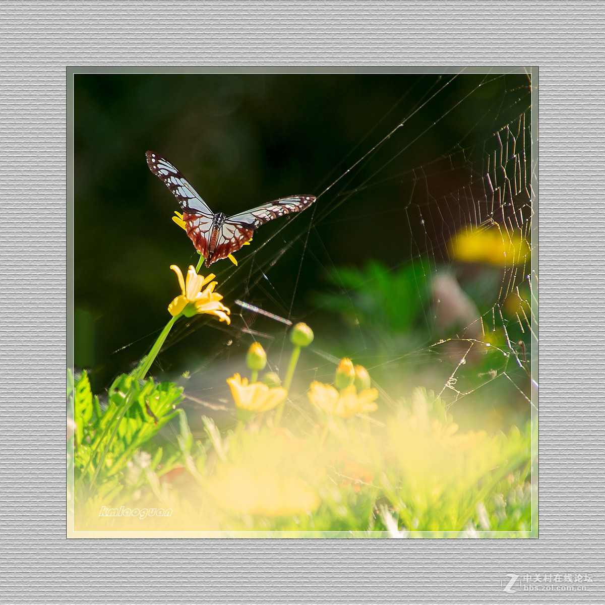 逐光弄影——秋风中的蝴蝶
