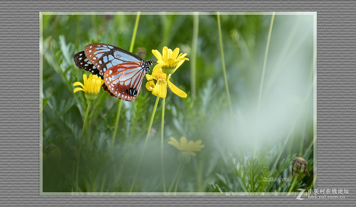 逐光弄影——秋风中的蝴蝶