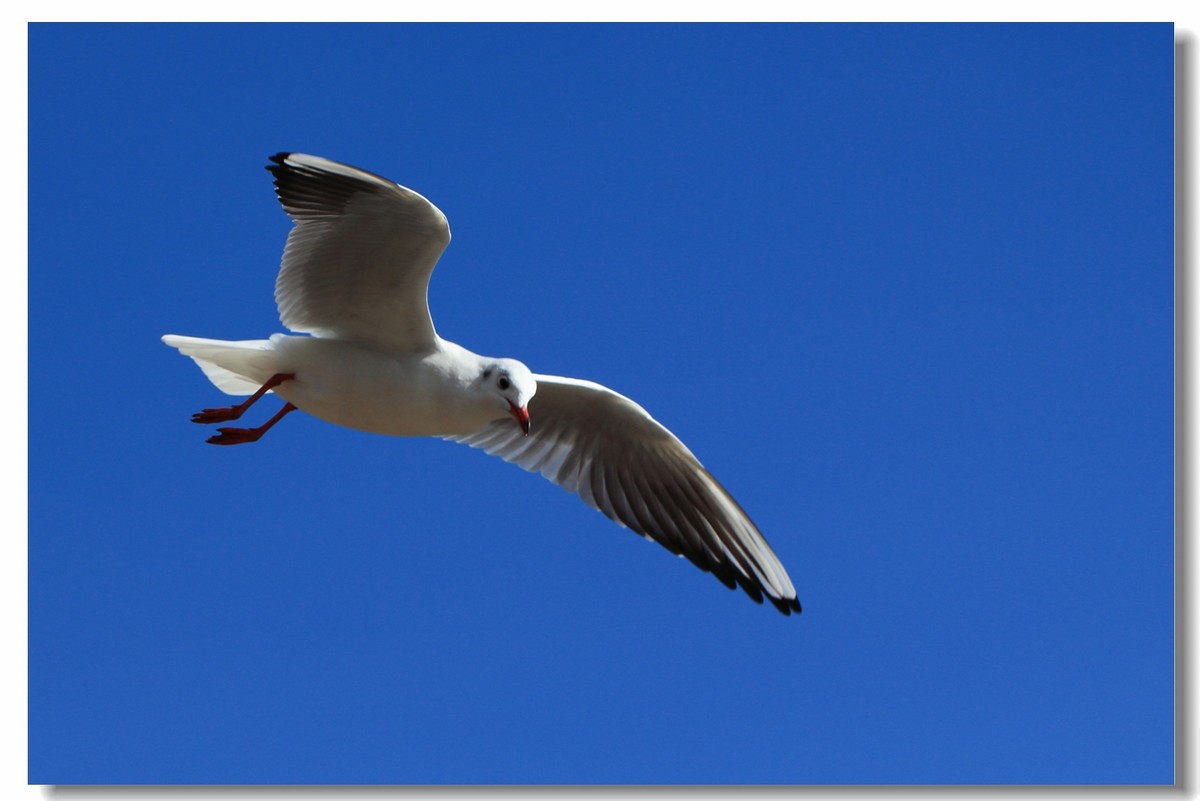 一组海鸥，给大家拜年啦！