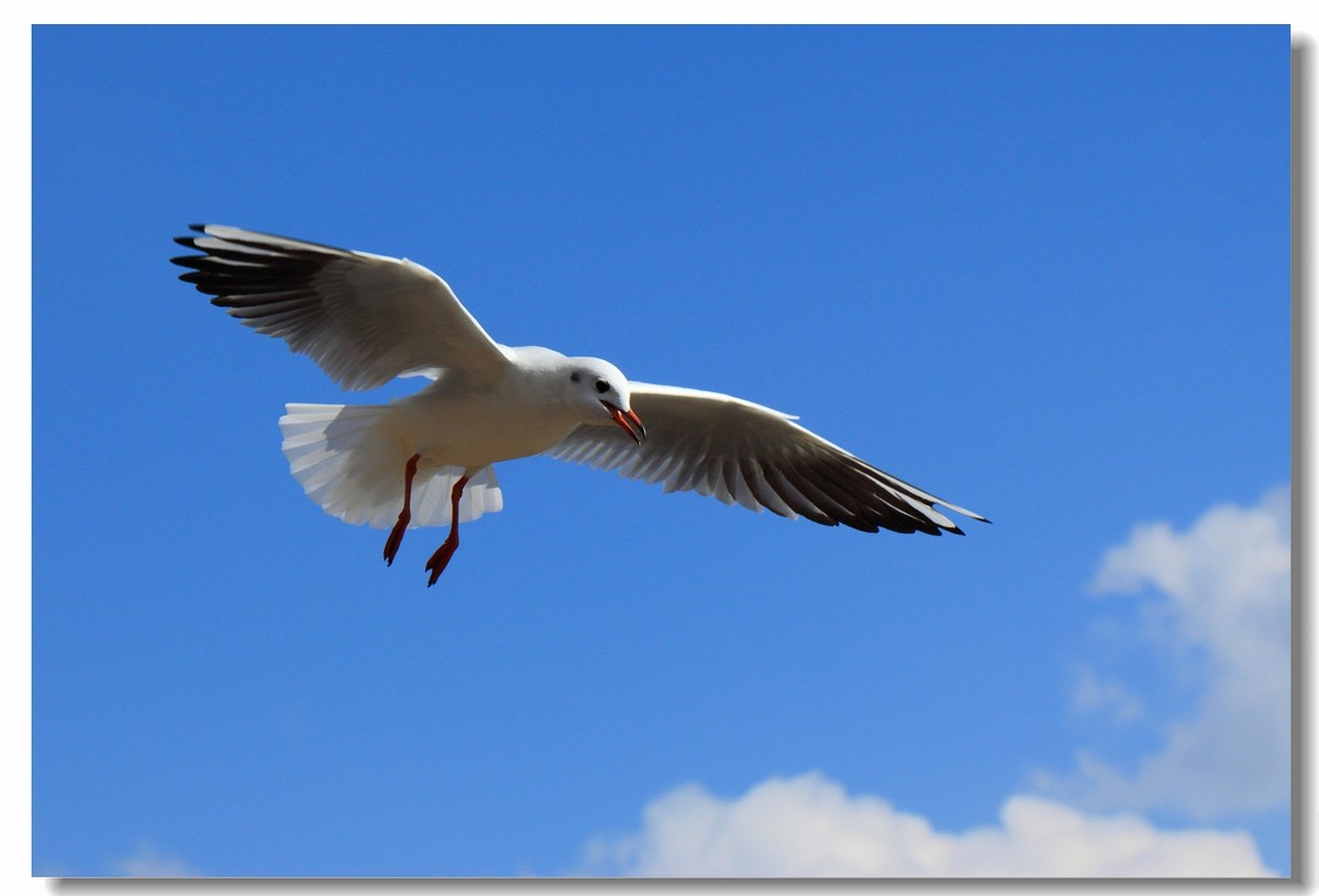 一组海鸥，给大家拜年啦！