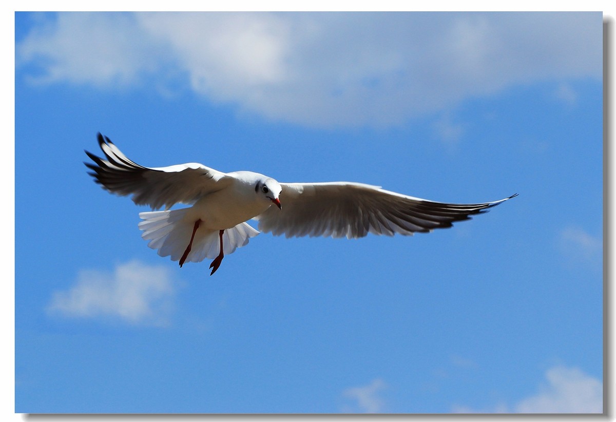 一组海鸥，给大家拜年啦！