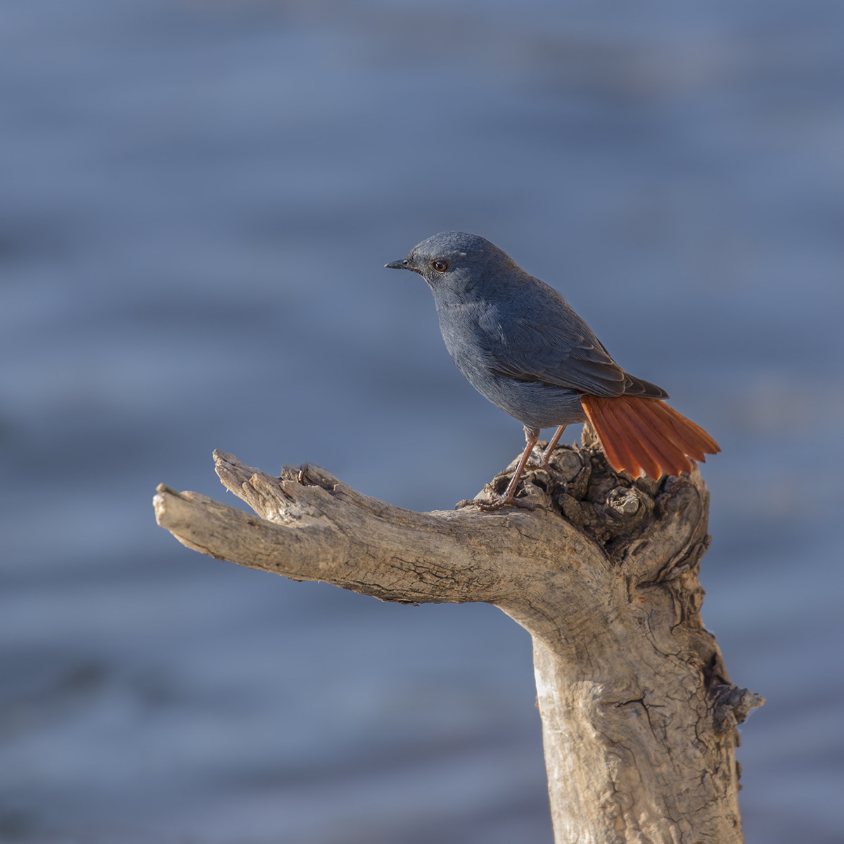拜年帖——红尾水鸲