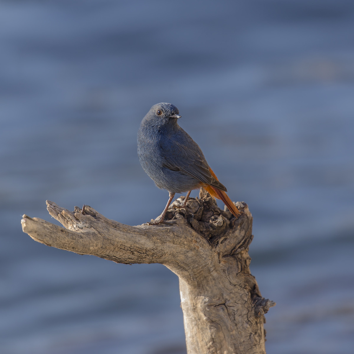 拜年帖——红尾水鸲