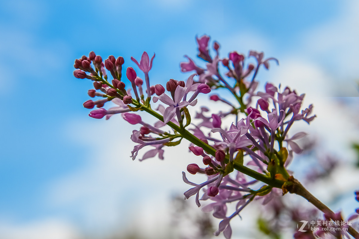 丁香花