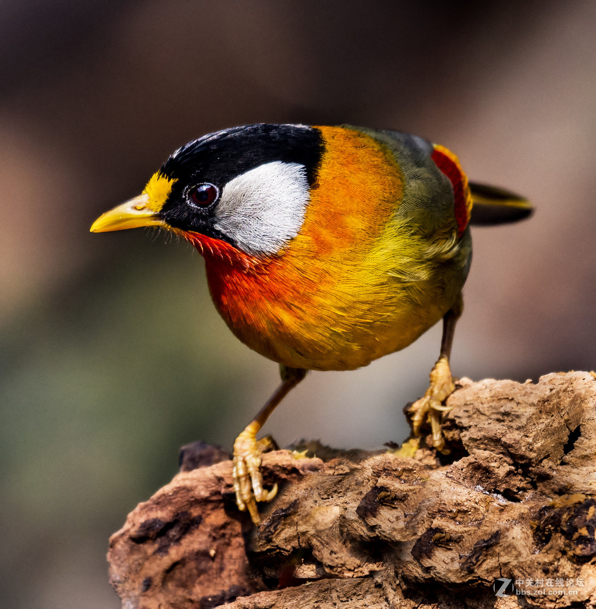 交流一组相思鸟片(200-500)拍摄