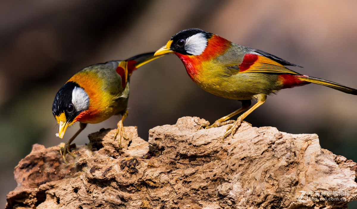 交流一组相思鸟片(200-500)拍摄