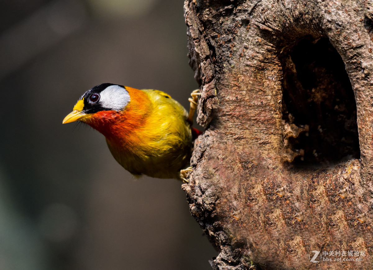 交流一组相思鸟片(200-500)拍摄