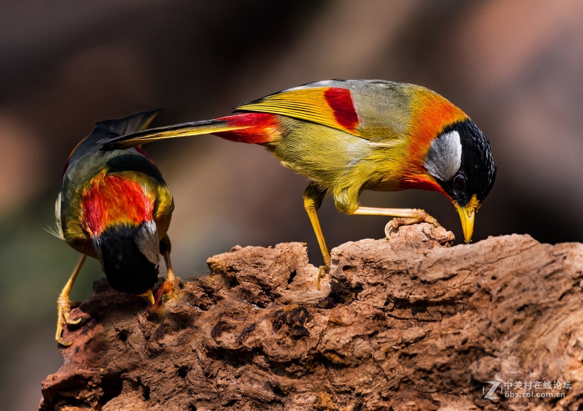 交流一组相思鸟片(200-500)拍摄