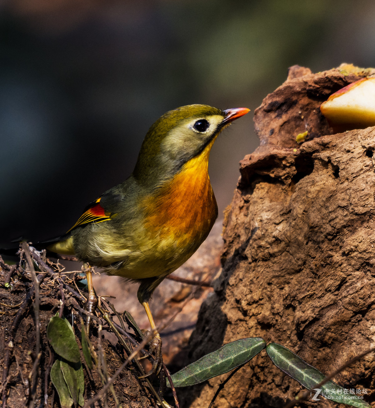 交流一组相思鸟片(200-500)拍摄