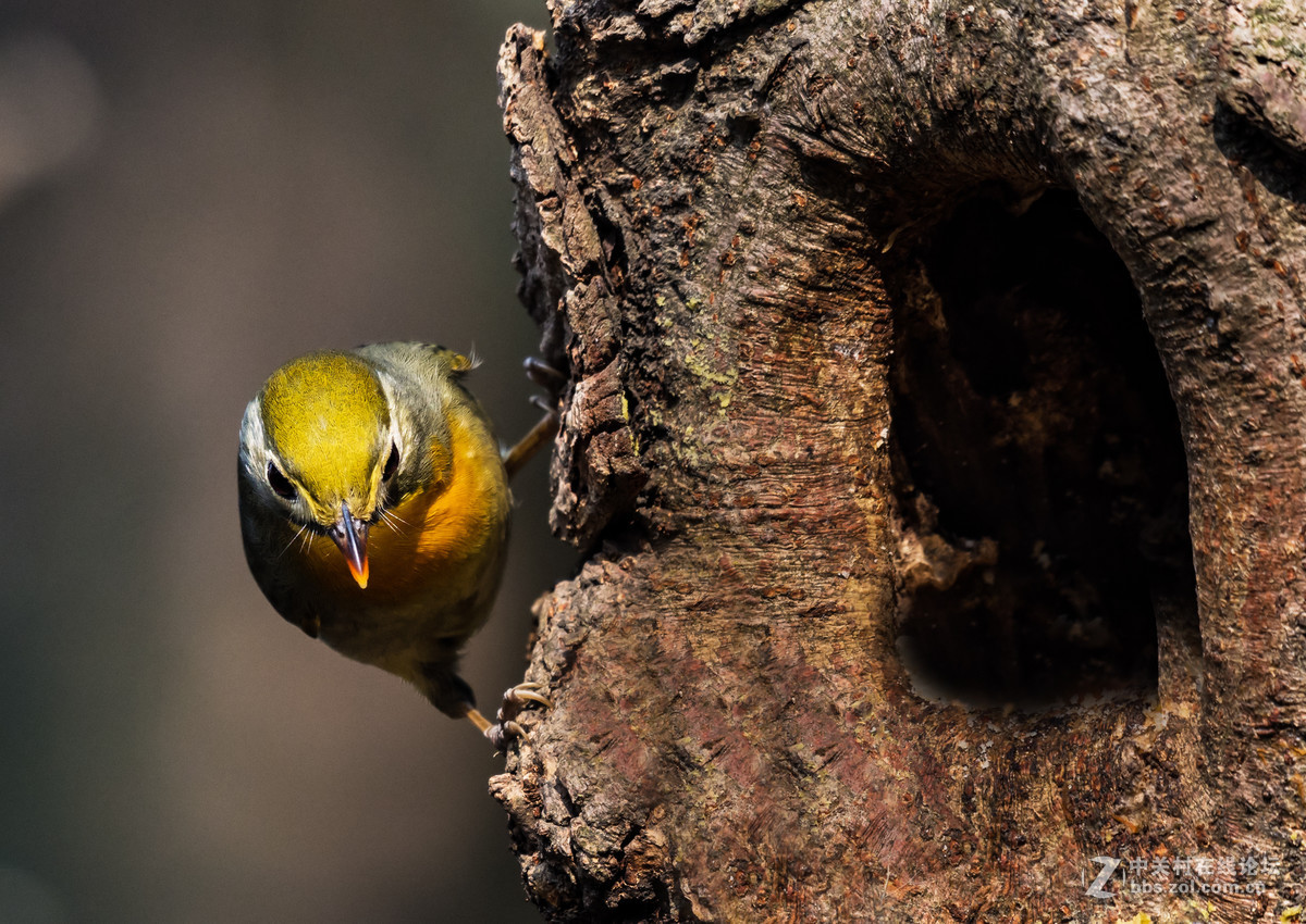 交流一组相思鸟片(200-500)拍摄