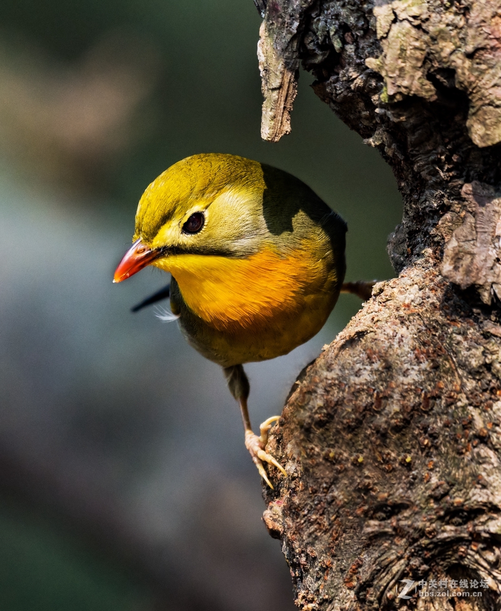 交流一组相思鸟片(200-500)拍摄