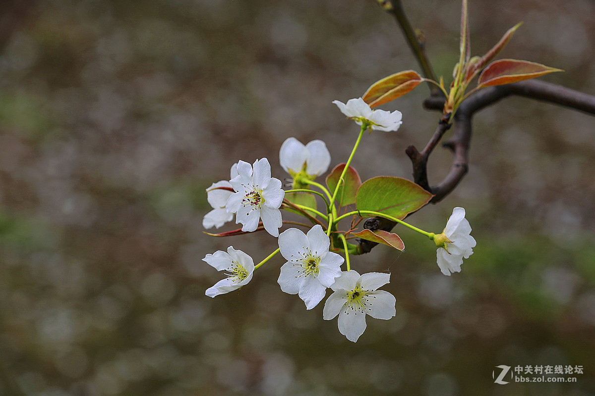 #佳能月赛-人间四月天#--梨花白雪香