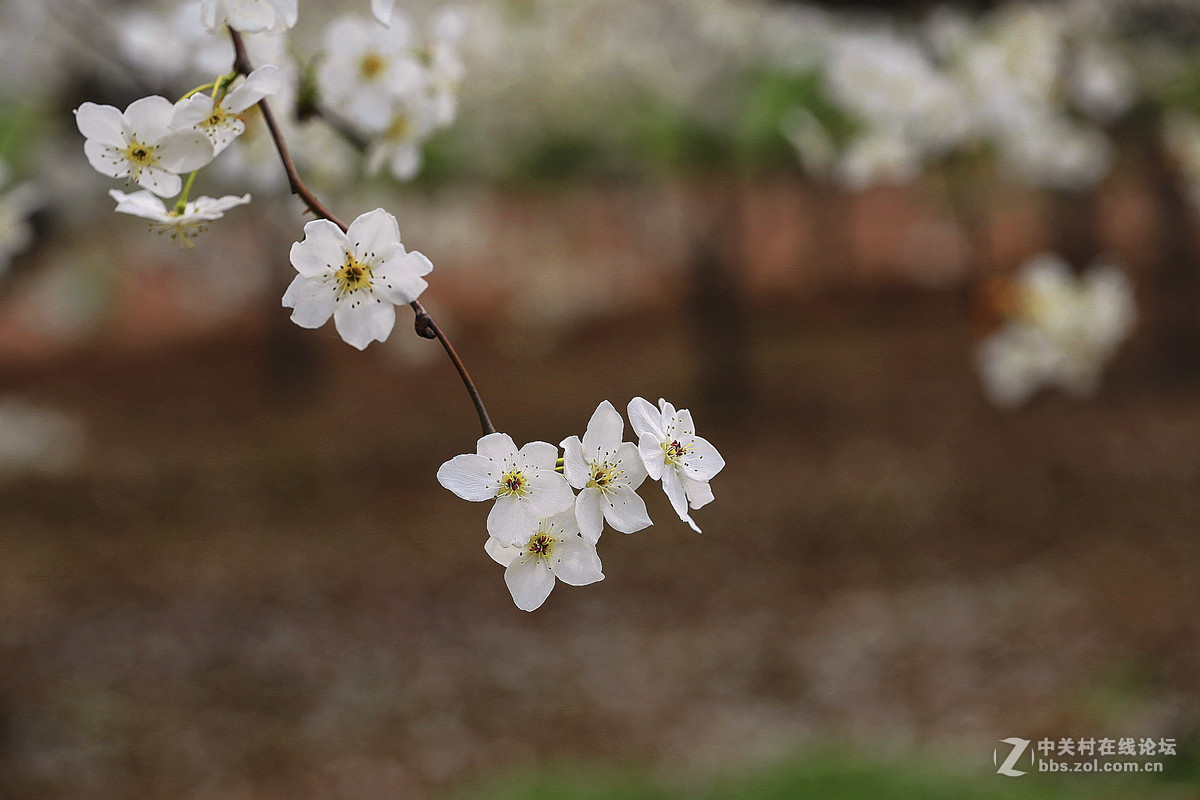 #佳能月赛-人间四月天#--梨花白雪香