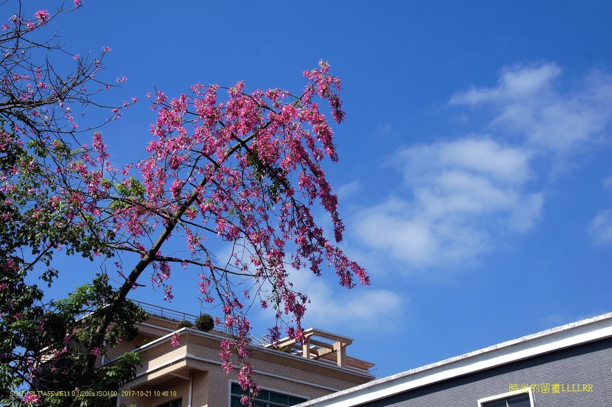 黄埔 长洲岛随拍