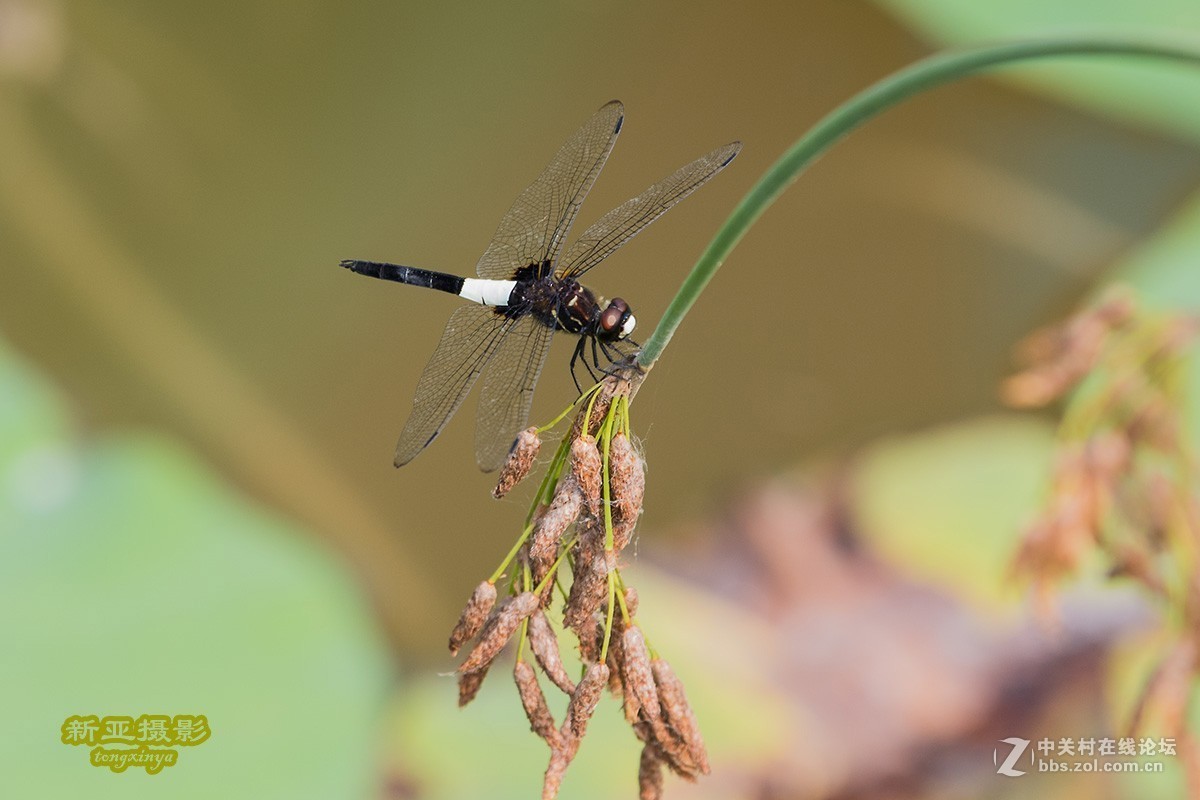抓拍蜻蜓（续）