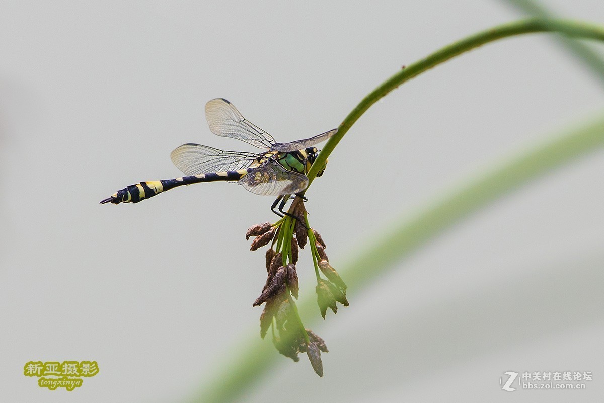 抓拍蜻蜓（续）