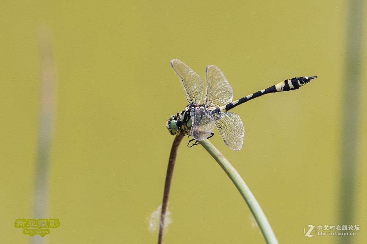 抓拍蜻蜓（续）