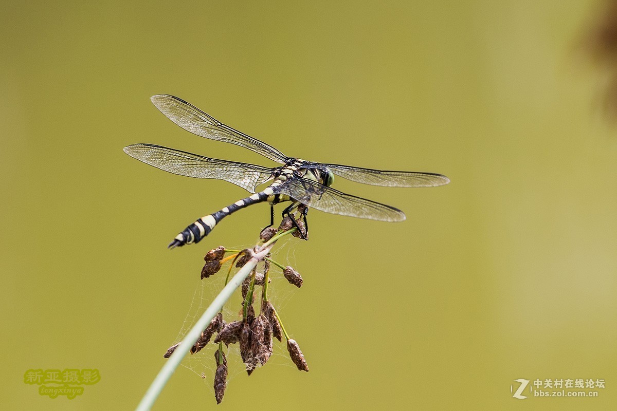 抓拍蜻蜓（续）