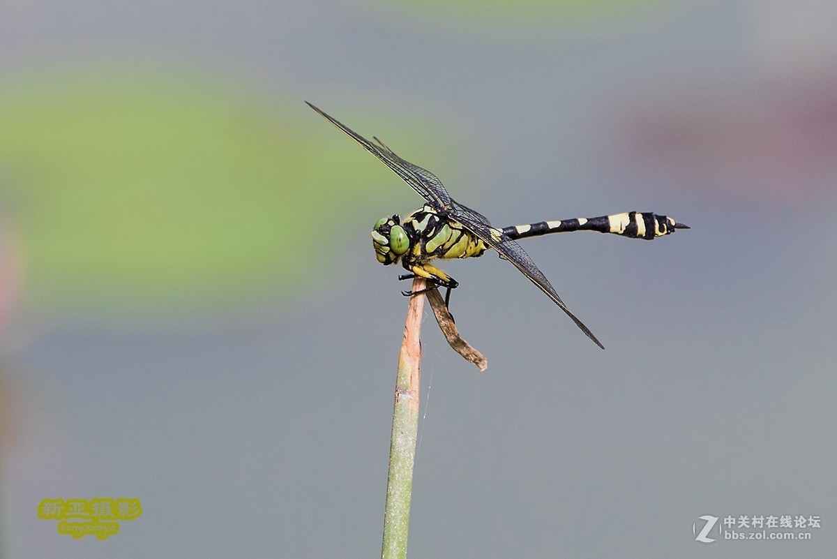 抓拍蜻蜓（续）
