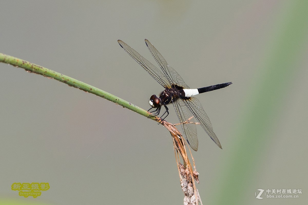 抓拍蜻蜓（续）
