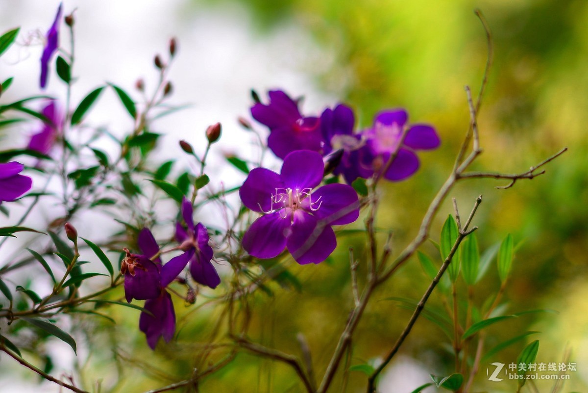 D610+适马50 1.4一代