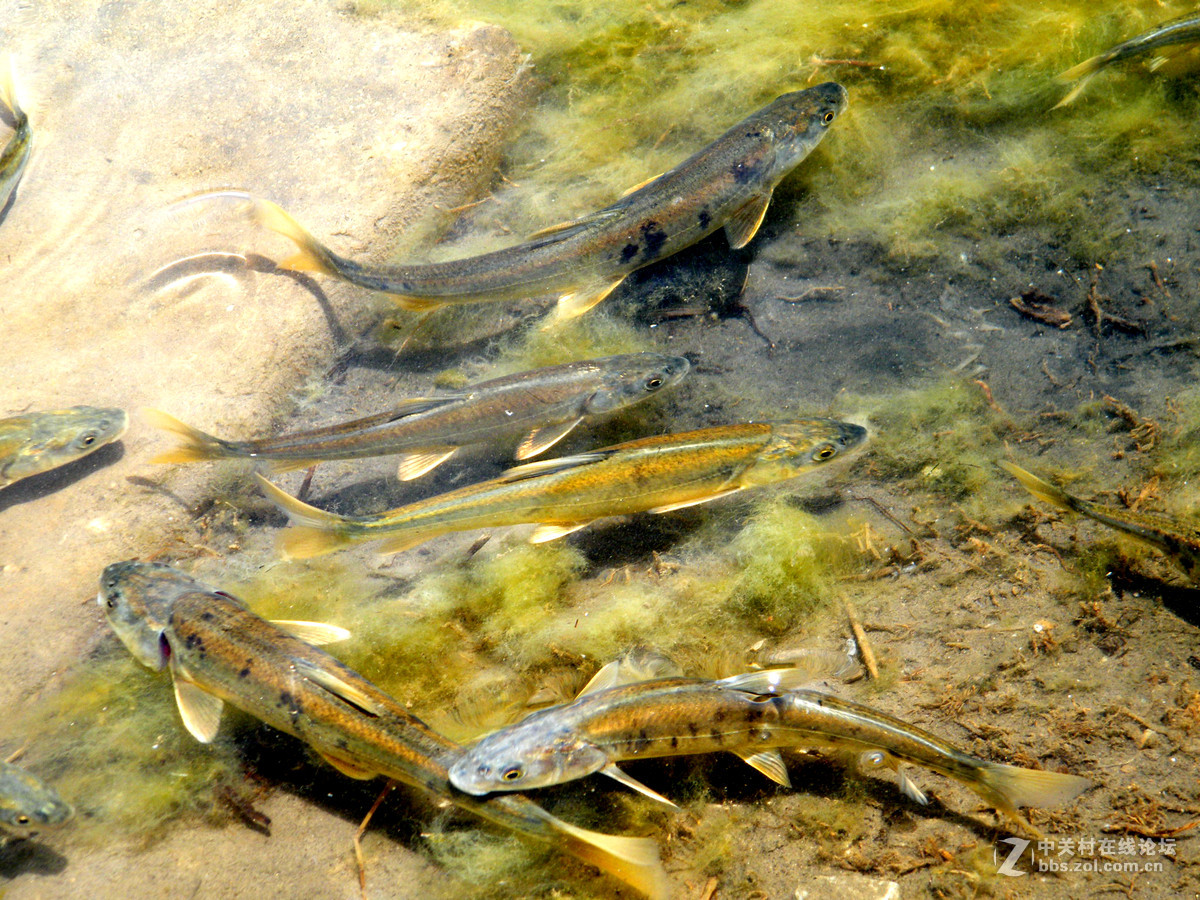 学拍青海湖小黄鱼请大师们指教