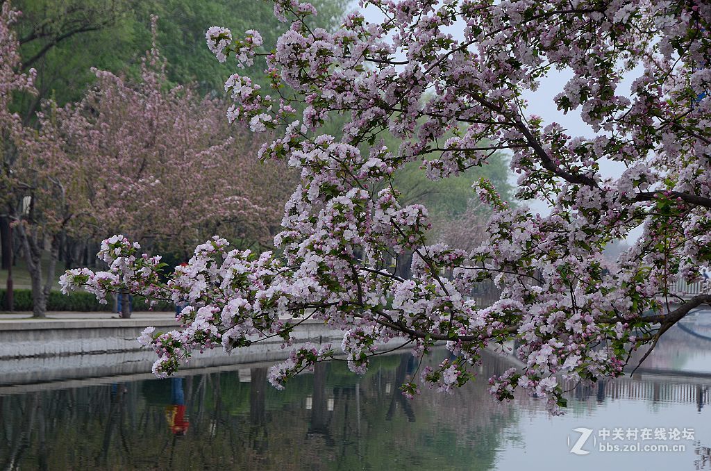 海棠花溪春光---拜望济南星空(中国)。祝:各位版主师友身体健康!，感谢您的鼓励与支持。