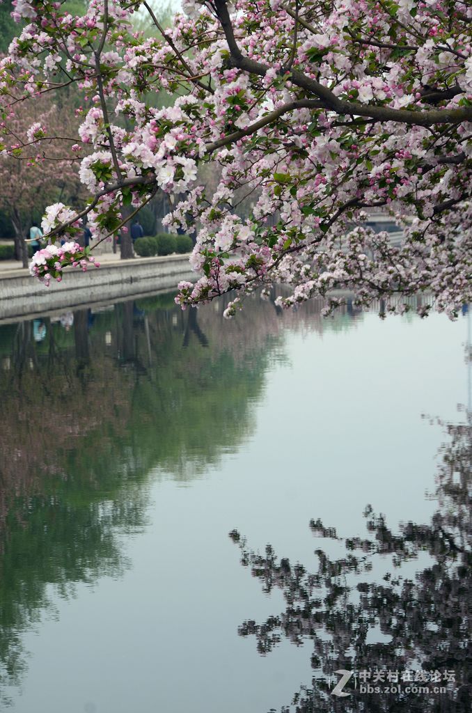 海棠花溪春光---拜望济南星空(中国)。祝:各位版主师友身体健康!，感谢您的鼓励与支持。