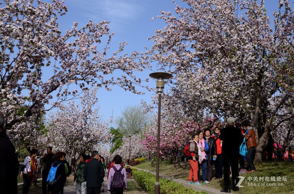 海棠花溪春光---拜望济南星空(中国)。祝:各位版主师友身体健康!，感谢您的鼓励与支持。
