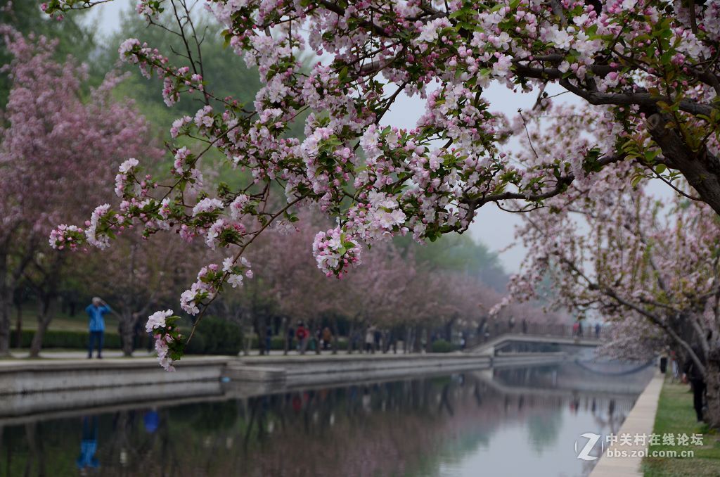 海棠花溪春光---拜望济南星空(中国)。祝:各位版主师友身体健康!，感谢您的鼓励与支持。
