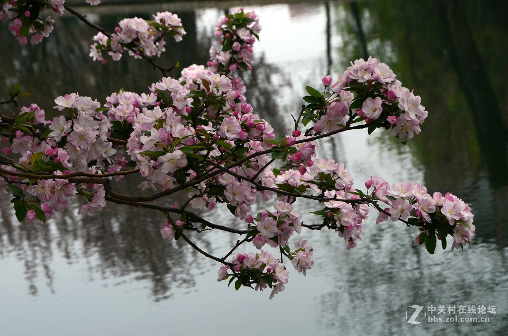 海棠花溪春光---拜望济南星空(中国)。祝:各位版主师友身体健康!，感谢您的鼓励与支持。