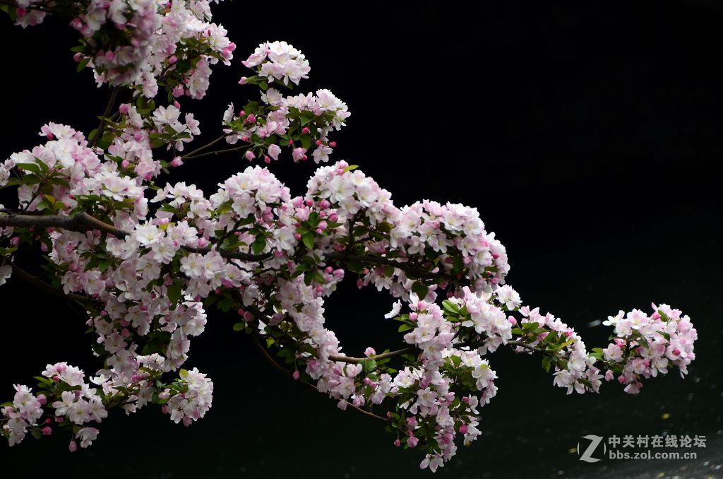 海棠花溪春光---拜望济南星空(中国)。祝:各位版主师友身体健康!，感谢您的鼓励与支持。