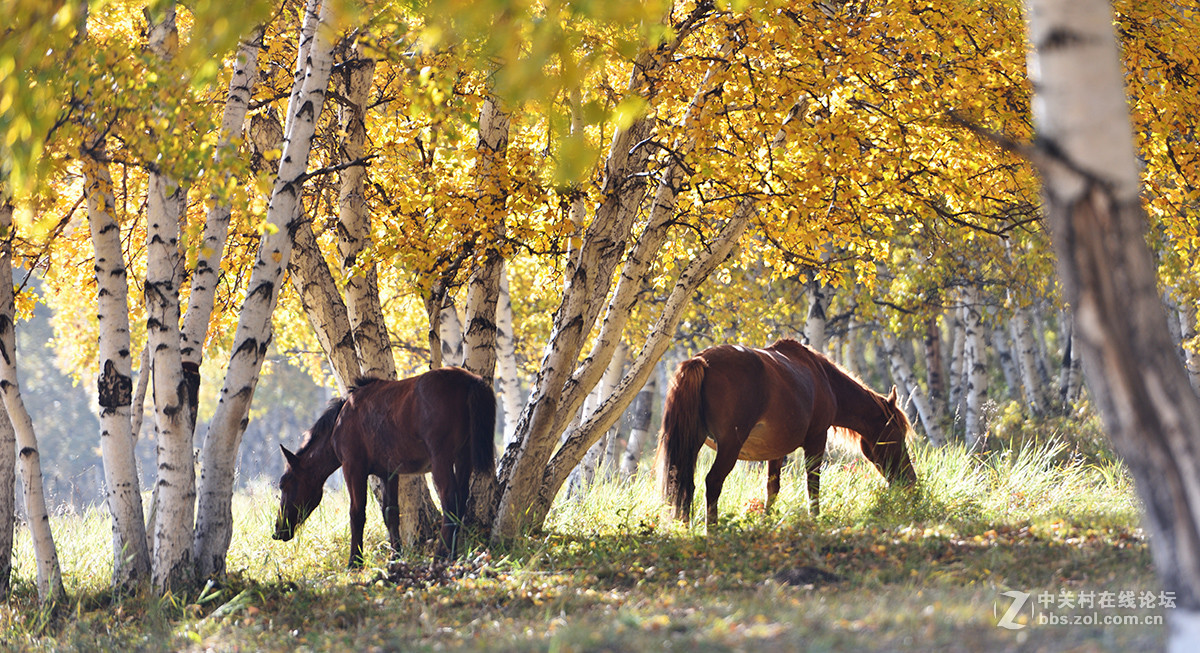 几小片草原美景