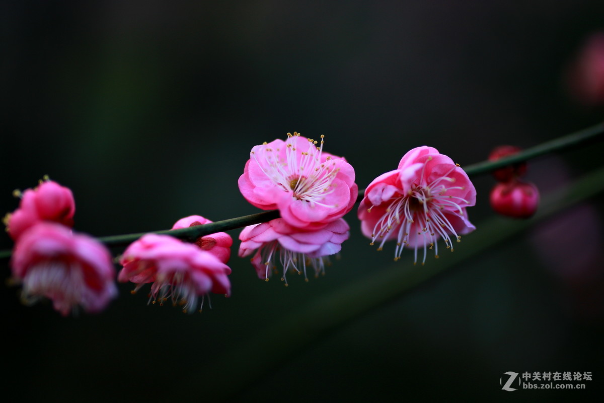 万树寒无色！南枝独有花！