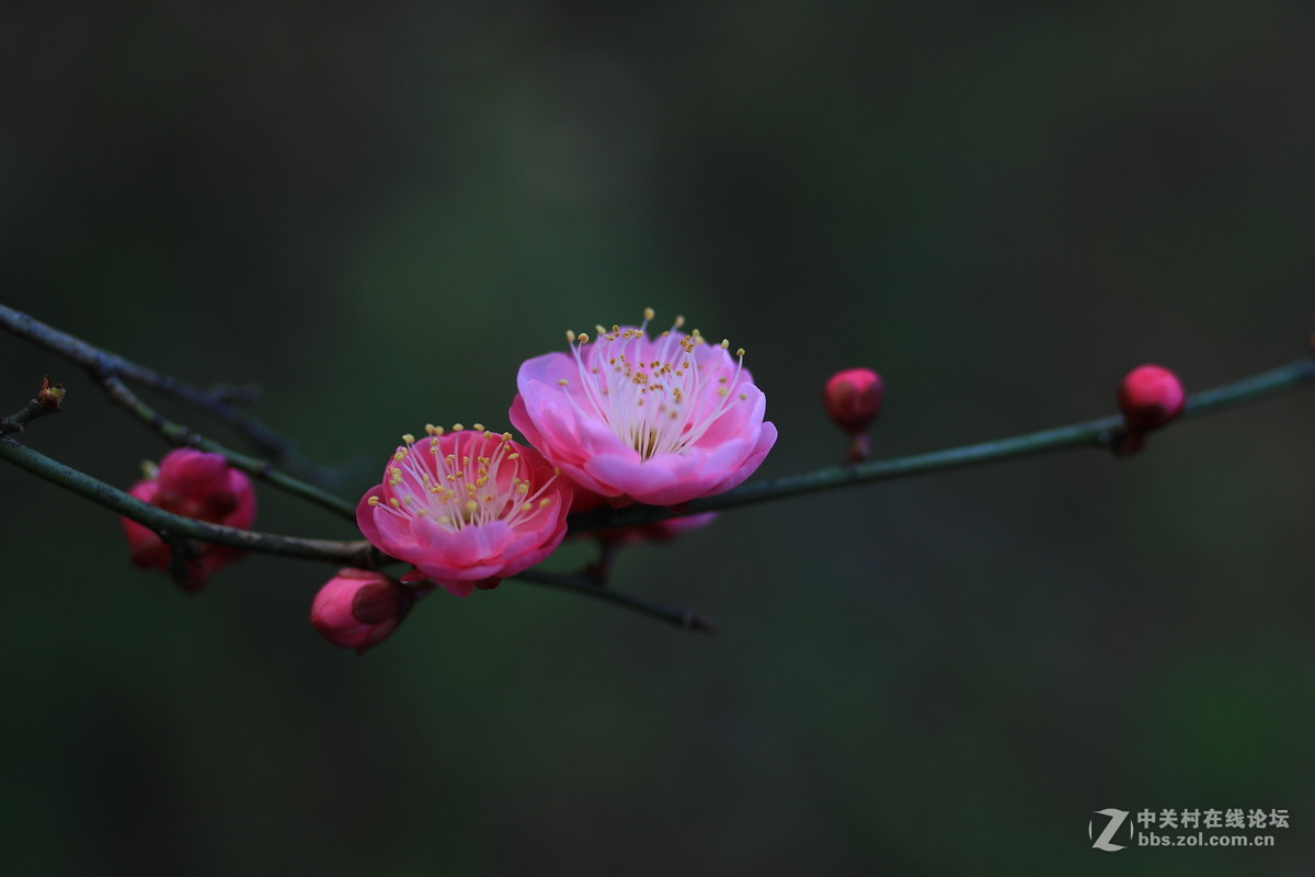万树寒无色！南枝独有花！