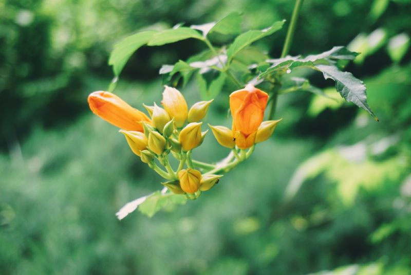 #植物日记##反正拍一夏##踏青去# 世界那么大，我想走走看看??