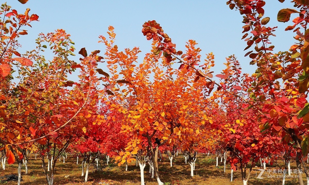 #佳能月赛-金秋十月#十月的色彩(二)