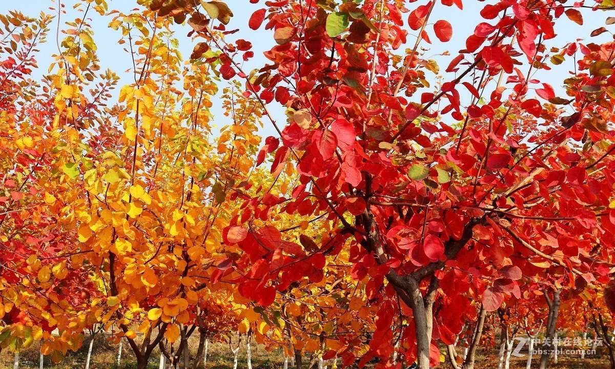 #佳能月赛-金秋十月#十月的色彩(二)