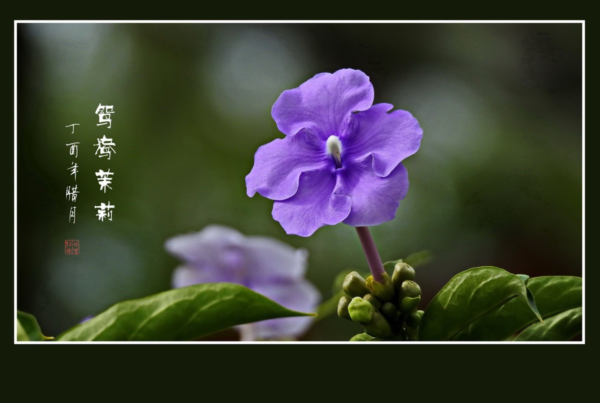 怪怪的草花-鸳鸯茉莉