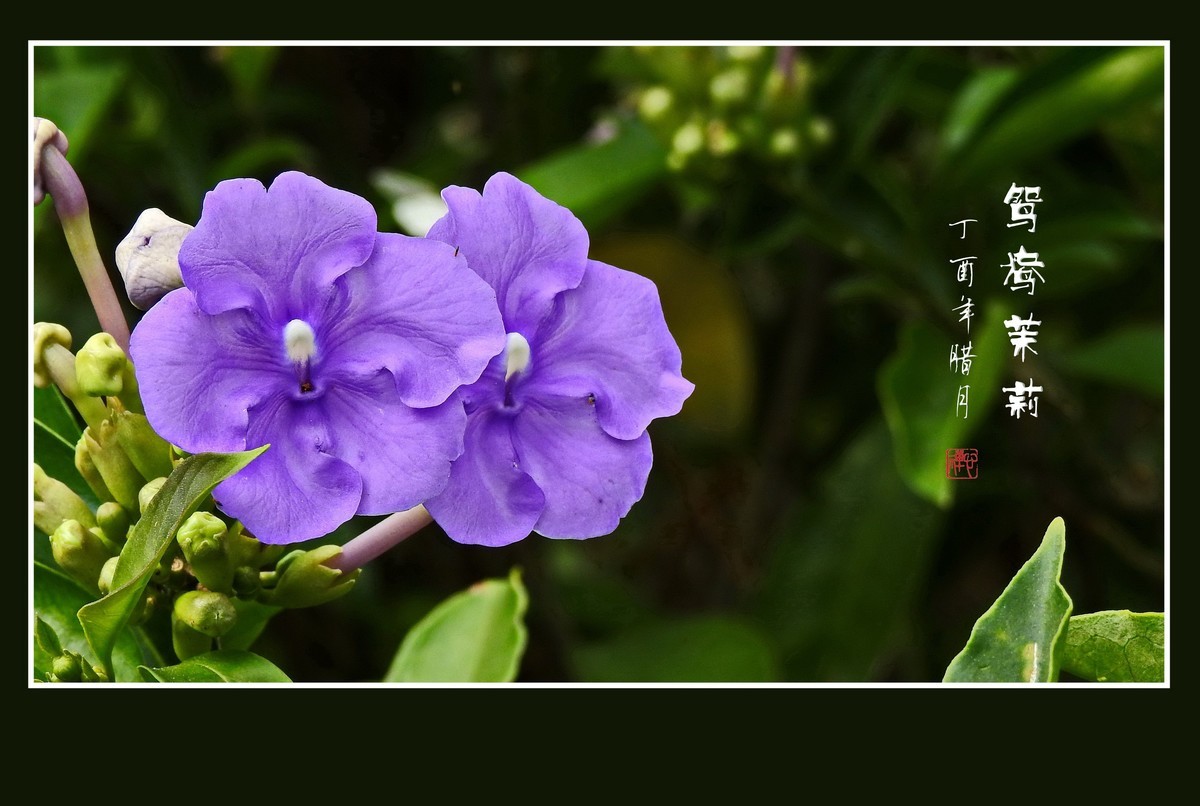 怪怪的草花-鸳鸯茉莉