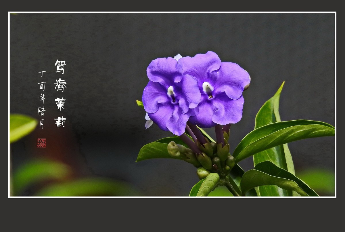 怪怪的草花-鸳鸯茉莉