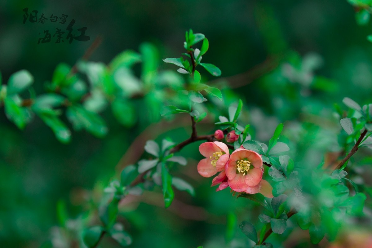 6D 【适马70-200】小黑五拍 阳春白雪海棠红