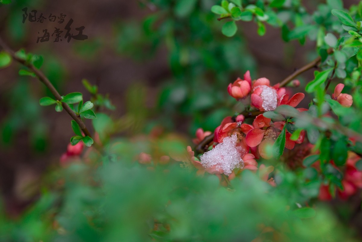 6D 【适马70-200】小黑五拍 阳春白雪海棠红