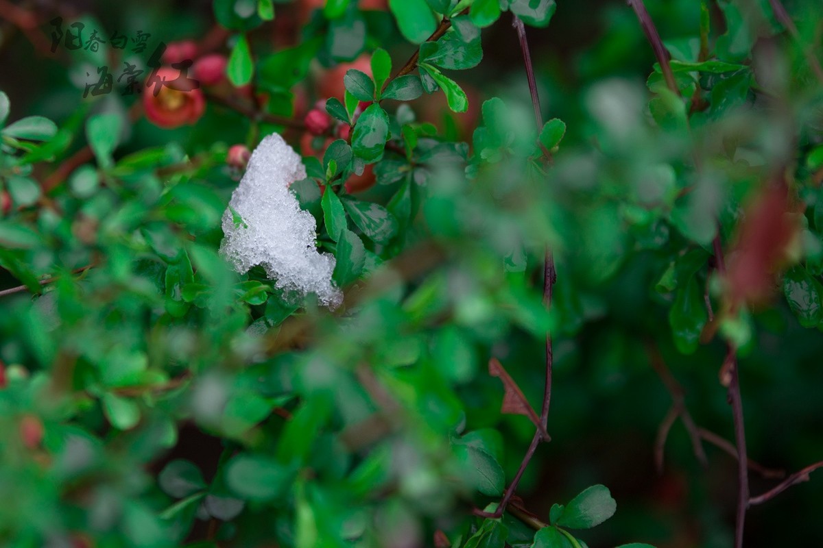 6D 【适马70-200】小黑五拍 阳春白雪海棠红