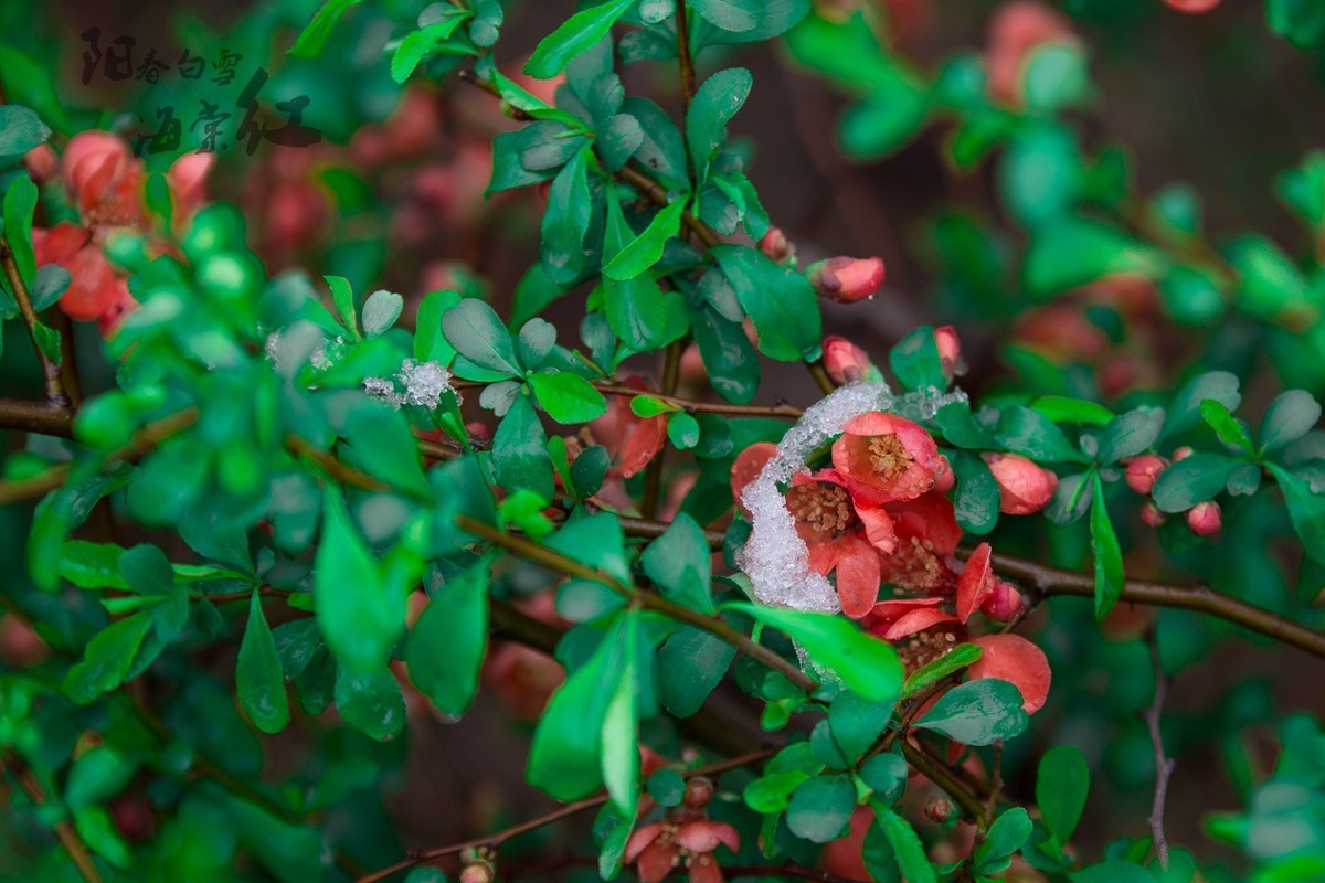 6D 【适马70-200】小黑五拍 阳春白雪海棠红