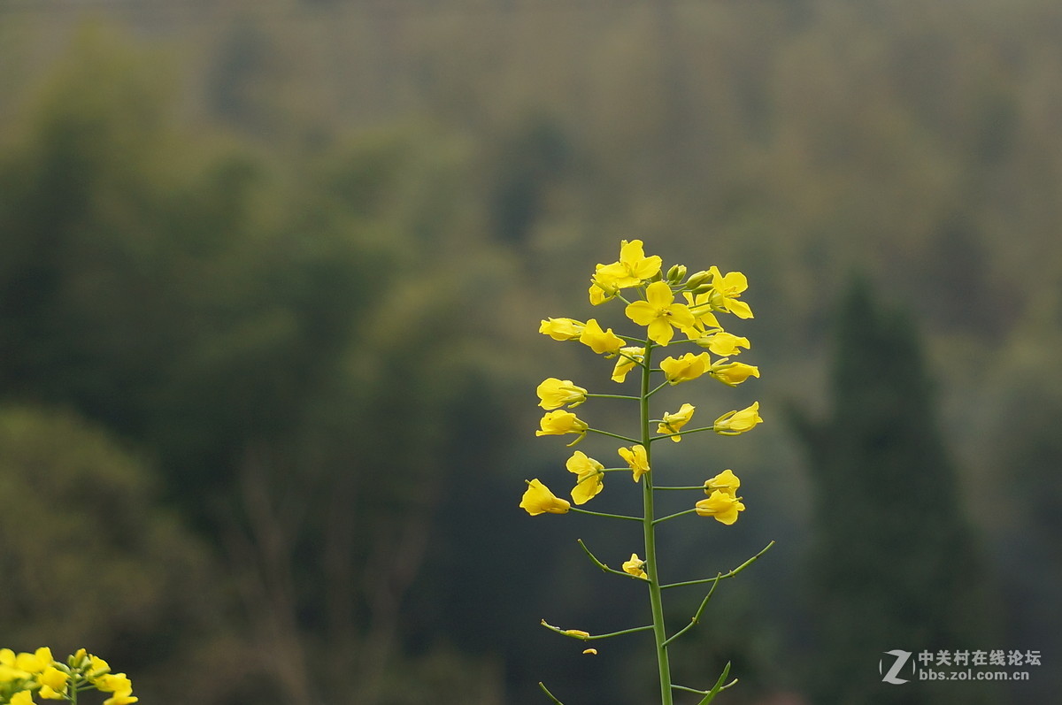 油菜花季节