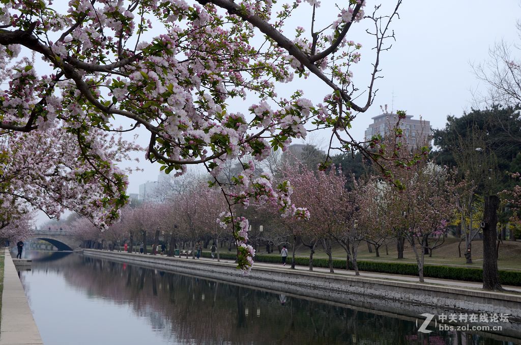 海棠花溪春光---拜望济南星空(中国)。祝:各位版主师友身体健康!，感谢您的鼓励与支持。