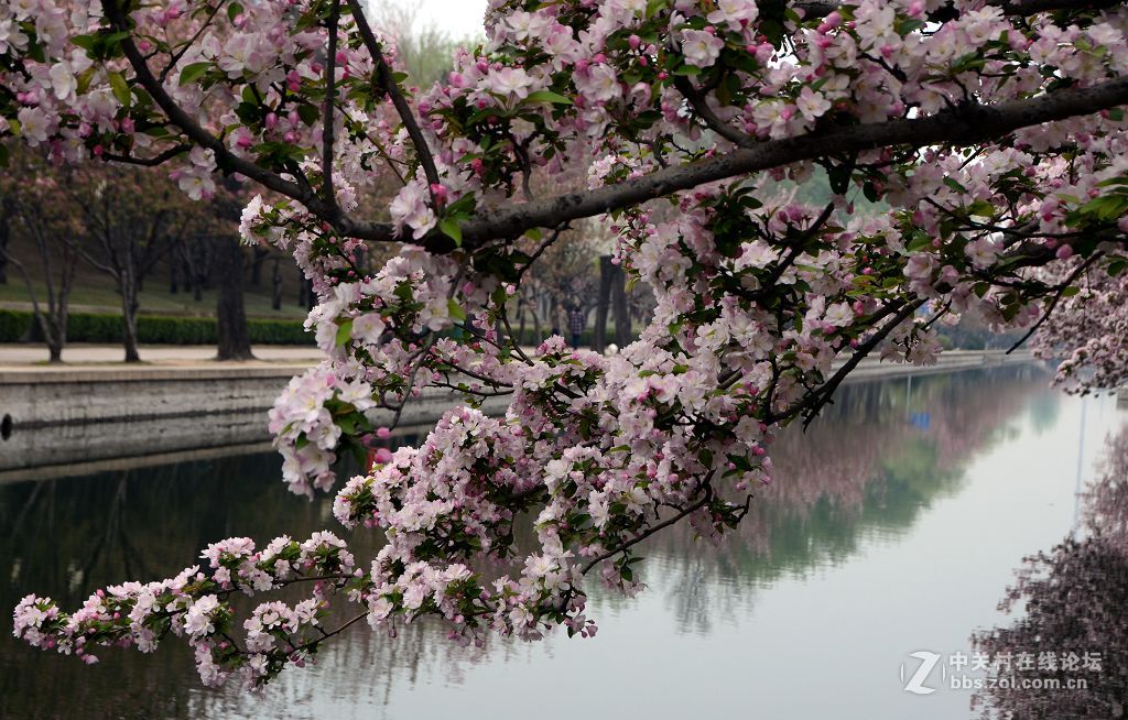 海棠花溪春光---拜望济南星空(中国)。祝:各位版主师友身体健康!，感谢您的鼓励与支持。