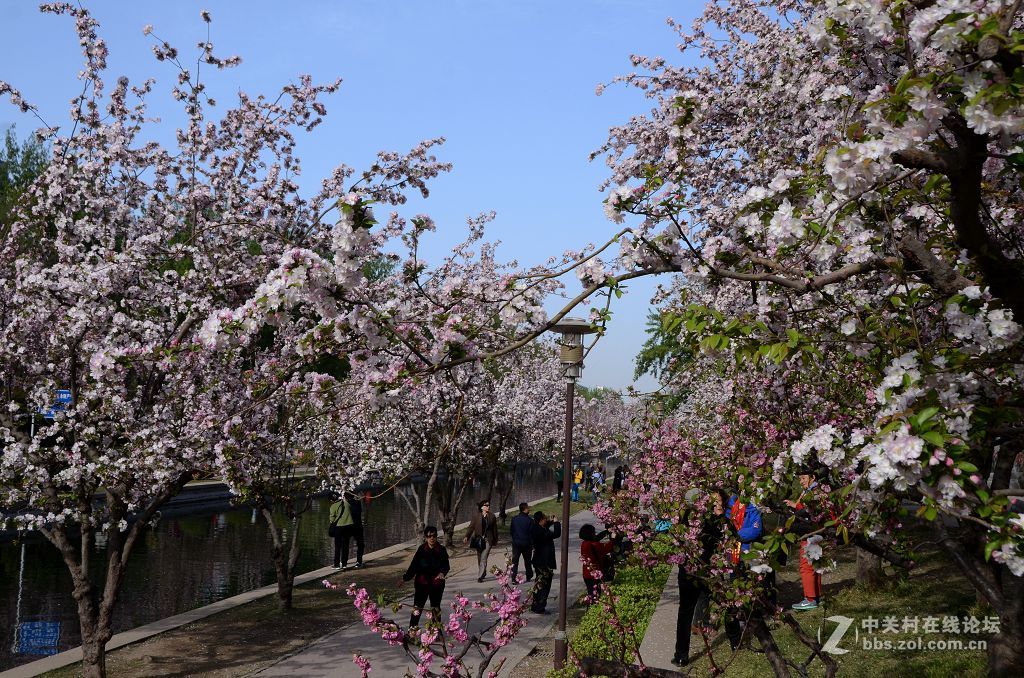 海棠花溪春光---拜望济南星空(中国)。祝:各位版主师友身体健康!，感谢您的鼓励与支持。