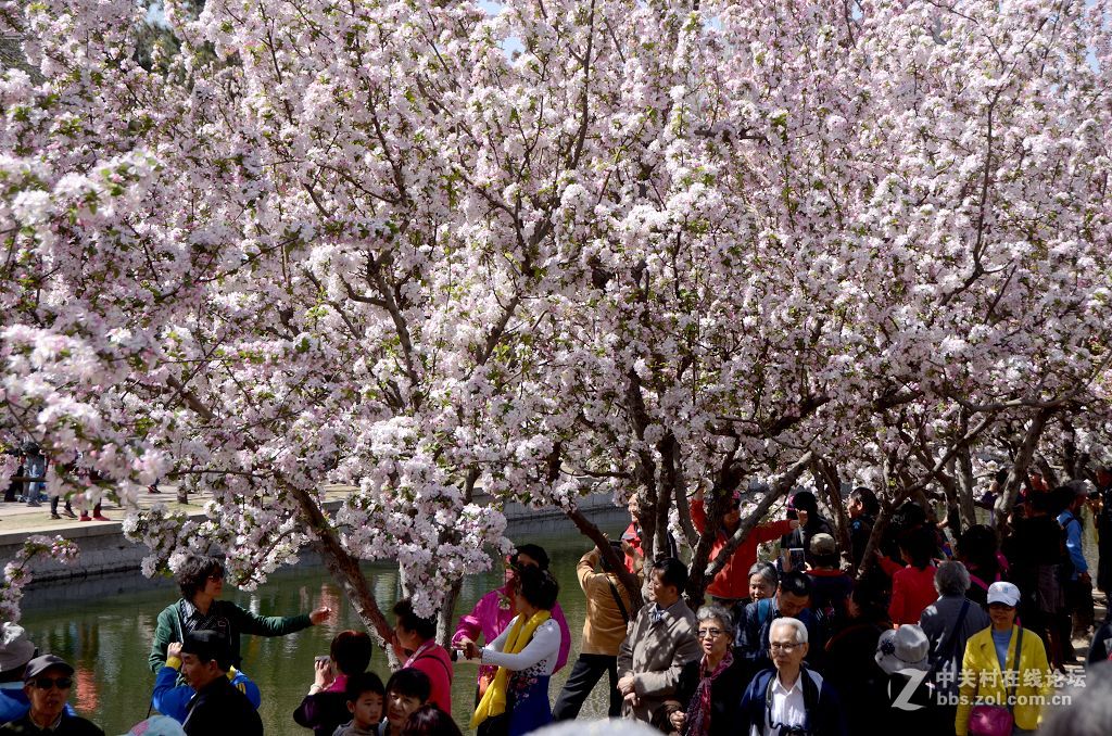 海棠花溪春光---拜望济南星空(中国)。祝:各位版主师友身体健康!，感谢您的鼓励与支持。
